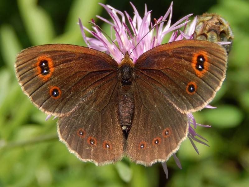 Erebia 1 da ID - Erebia aethiops